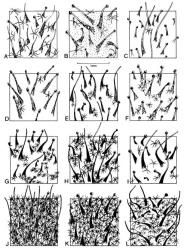 Fig. 36.  Hieracium, indumentum of involucral bracts. A  H. lepidulum;  B  H. argillaceum; C  H. sabaudum; D  H. murorum; E  H. pollichiae; F  H. praealtum; G  H. aurantiacum; H  H. × stoloniflorum; I  H. caespitosum; J-L  H. pilosella, J   subsp. pilosella, K  subsp. micradenium, L  subsp. trichosoma. © All rights reserved. [Image: 4X4U]