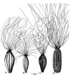 Fig. 37.  Sonchus, achenes. A  S. kirkii; B  S. asper; C  S. oleraceus; D  S. arvensis. © All rights reserved. [Image: 4X4V]