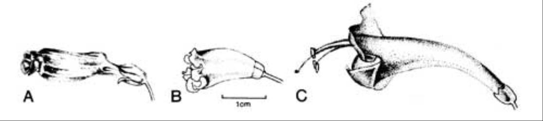 Fig. 39. Fls of  Bignoniaceae. A  Eccremocarpus scaber; B  Pandorea pandorana; C  Tecomaria capensis. © All rights reserved. [Image: 4X4X]