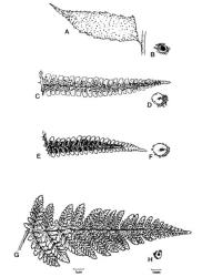 Fig. 4. A-B  Cyrtomium falcatum, A primary pinna, B indusium; C-D Dryopteris affinis, C primary pinna, D indusium; E-F D. filix-mas, E primary pinna, F indusium; G-H D. dilatata, G primary pinna, H indusium. © All rights reserved. [Image: 4X4Y]