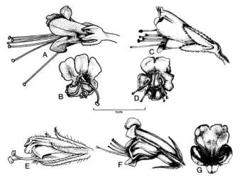 Fig. 41. Fls of  Echium. A-B  E. candicans, A lateral view, B front view; C-D  E. pininana, C lateral view, D front view; E  E. plantagineum, lateral view; F-G  E. vulgare, F lateral view, G front view. © All rights reserved. [Image: 4X50]