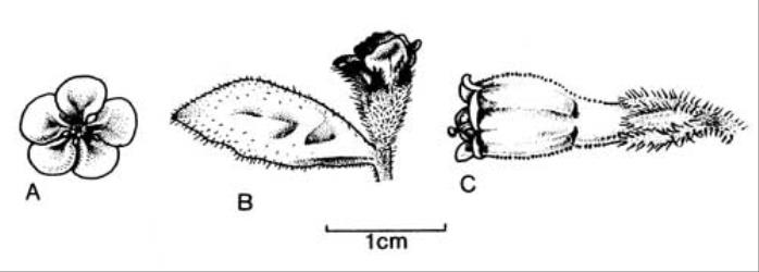 Fig. 43. A-B  Pentaglottis sempervirens, A fl. in front view, B lateral view; C  Symphytum × uplandicum, fl. in lateral view. © All rights reserved. [Image: 4X52]