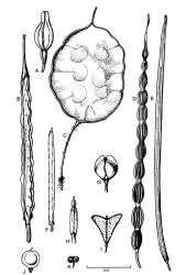 Fig. 44.  Brassicaceae  frs. A  Cakile edentula; B  Brassica rapa; C  Lunaria annua; D  Raphanus raphanistrum subsp. raphanistrum; E  Sisymbrium orientale; F  Barbarea intermedia; G  Lepidium sativum; H  Hirschfeldia incana; I  Capsella bursa-pastoris; J  Alyssum alyssoides; K  Coronopus didymus. © All rights reserved. [Image: 4X53]