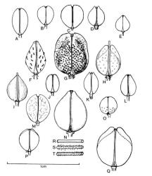 Fig. 45.  Lepidium. A-Q silicles: A  L. divaricatum; B  L. densiflorum; C  L. virginicum; D  L. desvauxii; E  L. kirkii; F  L. sisymbrioides subsp. sisymbrioides; G  L. campestre; H  L. heterophyllum; I  L. oleraceum; J  L. africanum; K  L. hyssopifolium; L  L. pseudotasmanicum; M  L. bonariense; N  L. banksii; O  L. tenuicaule; P  L. flexicaule; Q  L. sativum. R-T stems: R glabrous and ridged, S pubescent, T puberulent. © All rights reserved. [Image: 4X54]