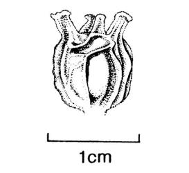 Fig. 46. Capsule of  Buxus sempervirens. © All rights reserved. [Image: 4X55]