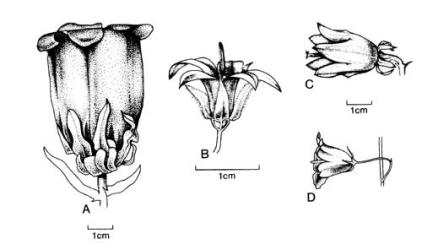 Fig. 47. Fls of  Campanula. A  C. medium; B  C. poscharskyana; C  C. rapunculoides; D  C. rotundifolia. © All rights reserved. [Image: 4X56]