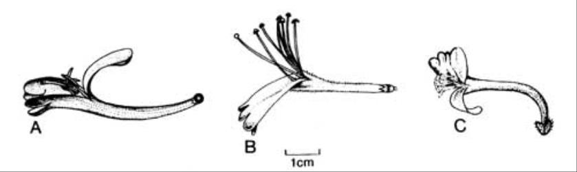 Fig. 48. Fls of  Lonicera. A  L. × americana; B  L. japonica; C  L. periclymenum. © All rights reserved. [Image: 4X57]