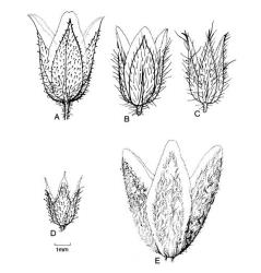 Fig. 49.  Cerastium, calyx. A  C. arvense; B  C. fontanum; C  C. glomeratum; D  C. semidecandrum; E  C. tomentosum. © All rights reserved. [Image: 4X58]