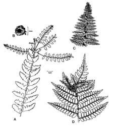 Fig. 5.  Polystichum. A-B  P. lentum, A frond apex, B indusium; C  P. setiferum, frond apex; D  P. proliferum, frond apex. © All rights reserved. [Image: 4X59]