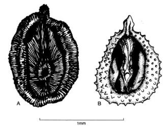 Fig. 50.  Petrorhagia, seeds. A  P. prolifera; B  P. velutina. © All rights reserved. [Image: 4X5A]