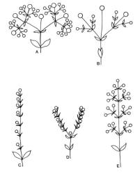 Fig. 51.  Silene, inflorescences (circles represent fls). A compact dichasium; B lax dichasium; C monochasium; D paired monochasia with fl. in axil; E panicle with 3-flowered paired dichasia. © All rights reserved. [Image: 4X5B]