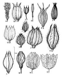 Fig. 52.  Silene  and  Lychnis, calyx. A  L. chalcedonica; B  L. coronaria; C  L. flos-cuculi; D  S. armeria; E  S. coeli-rosa; F  S. conica; G  S. dioica; H  S. disticha; I  S. gallica; J  S. latifolia; K  S. noctiflora; L  S. nutans; M  S. pendula; N-O  S. vulgaris, N  subsp. vulgaris, O  subsp. maritima. © All rights reserved. [Image: 4X5C]