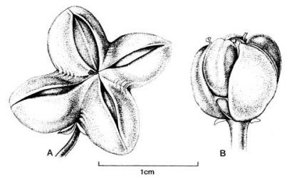 Fig. 53. Dehiscing fr. of  Euonymus  spp. A  E. europaeus; B  E. japonicus. © All rights reserved. [Image: 4X5D]