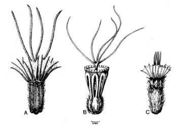 Fig. 56. Frs of  Scabiosa. A  S. anthemifolia; B  S. atropurpurea; C  S. caucasica. © All rights reserved. [Image: 4X5G]