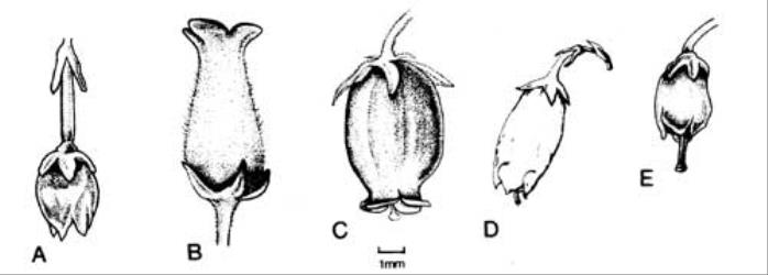 Fig. 57. Fls of  Erica. A  E. arborea; B  E. caffra; C  E. cinerea; D  E. lusitanica; E  E. vagans. © All rights reserved. [Image: 4X5H]