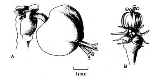 Fig. 58. Cyathia of  Euphorbia. A  E. helioscopia; B  E. peplus. © All rights reserved. [Image: 4X5I]