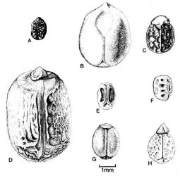 Fig. 59. Seeds of  Euphorbia. A  E. exigua; B  E. glauca; C  E. helioscopia; D  E. lathyris; E-F E. peplus (ventral and dorsal surface); G  E. platyphyllos; H E. segetalis. © All rights reserved. [Image: 4X5J]