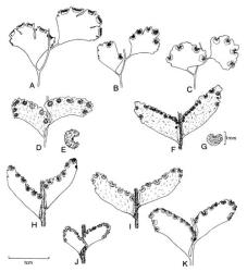 Fig. 6. Ultimate lamina segments of  Adiantum. A  A. capillus-veneris; B  A. raddianum; C  A. aethiopicum; D-E  A. diaphanum, D segment, E indusium; F-G  A. hispidulum, F segment, G indusium; H  A. viridescens; I A. fulvum; J A. formosum; K  A. cunninghamii. © All rights reserved. [Image: 4X5K]