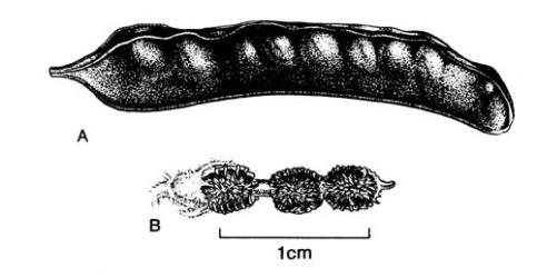 Fig. 60. Frs of  Fabaceae. A  Calicotome spinosa; B  Hedysarum coronarium. © All rights reserved. [Image: 4X5L]