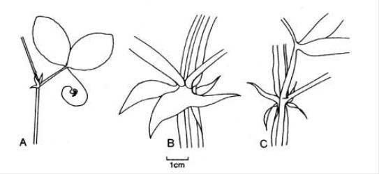 Fig. 61. Stipules of  Lathyrus. A  L. grandiflorus, with lvs; B  L. latifolius; C  L. sylvestris. © All rights reserved. [Image: 4X5M]