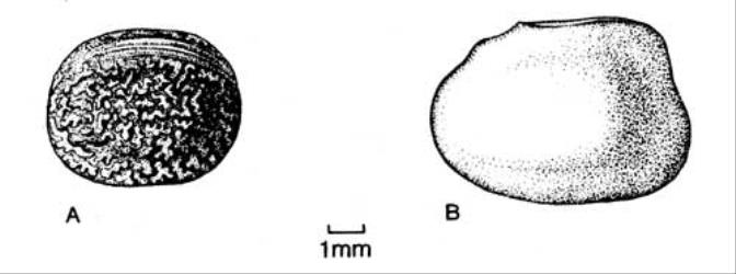 Fig. 62. Seeds of  Lathyrus. A  L. latifolius; B  L. tingitanus. © All rights reserved. [Image: 4X5N]