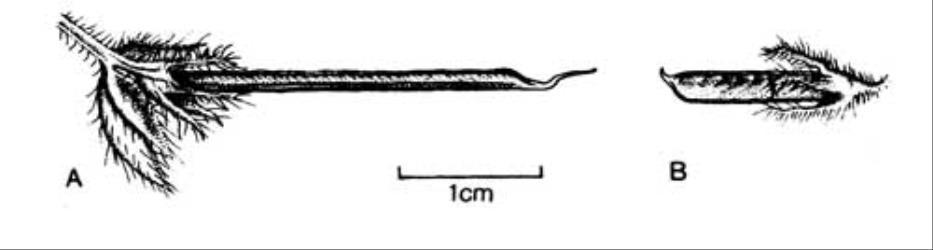 Fig. 63. Pods of  Lotus. A  L. angustissimus; B  L. suaveolens. © All rights reserved. [Image: 4X5P]