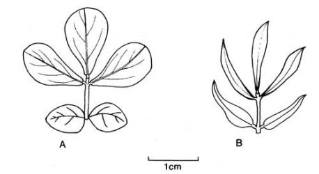 Fig. 64. Lvs of  Lotus. A  L. pedunculatus; B  L. tenuis. © All rights reserved. [Image: 4X5Q]