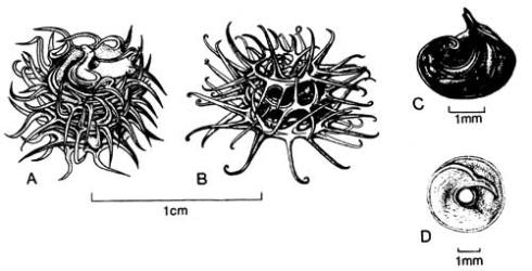 Fig. 65. Pods of  Medicago. A  M. arabica; B  M. nigra; C  M. lupulina; D  M. sativa. © All rights reserved. [Image: 4X5R]