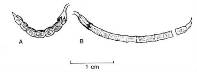 Fig. 67. Pods of  Ornithopus. A  O. perpusillus; B  O. pinnatus. © All rights reserved. [Image: 4X5T]