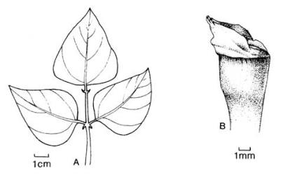 Fig. 68. A  Phaseolus lunatus, lf showing stipels; B  Spartium junceum, calyx. © All rights reserved. [Image: 4X5U]