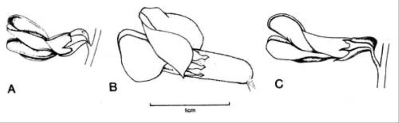 Fig. 69. Fls of  Vicia. A  V. cracca; B  V. sativa; C  V. villosa subsp. varia. © All rights reserved. [Image: 4X5V]