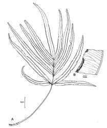 Fig. 7.  Pteris cretica, A frond, B sorus and indusium. © All rights reserved. [Image: 4X5W]