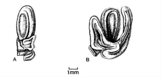 Fig. 70. Seeds and arils of  Racosperma. A  R. longifolium; B  R. melanoxylon. © All rights reserved. [Image: 4X5X]