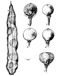 Fig. 71. Frs of  Fumariaceae. A  Corydalis lutea; B  Fumaria bastardii; C  F. capreolata; D  F. densiflora; E  F. muralis; F  F. officinalis. © All rights reserved. [Image: 4X5Y]