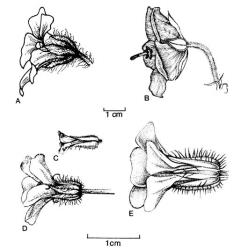 Fig. 72. Fls of  Geranium. A  G. maderense; B  G. pratense; C  G. purpureum; D  G. robertianum; E  G. rubescens. © All rights reserved. [Image: 4X5Z]