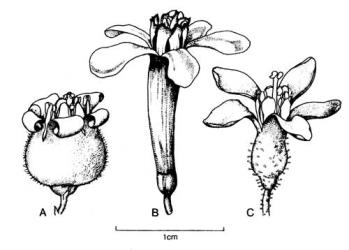 Fig. 73. Fls of  Ribes spp. A  R. nigrum; B  R. odoratum; C  R. sanguinium. © All rights reserved. [Image: 4X60]