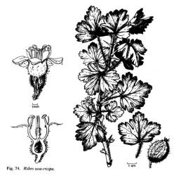 Fig. 74.  Ribes uva-crispa. © All rights reserved. [Image: 4X61]