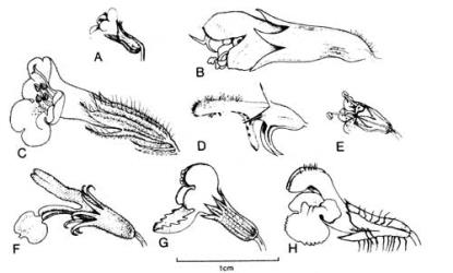 Fig. 75. Fls of  Lamiaceae. A  Acinos arvensis; B  Cedronella canariensis; C  Clinopodium vulgare; D  Leonurus cardiaca; E  Lycopus europaeus; F  Marrubium vulgare; G  Nepeta cataria; H  Prunella vulgaris. © All rights reserved. [Image: 4X62]