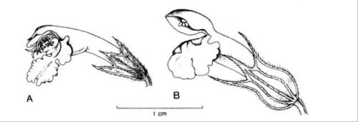 Fig. 76. Fls of  Galeopsis. A  G. ladanum; B  G. tetrahit. © All rights reserved. [Image: 4X63]