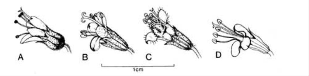 Fig. 77. Fls of  Mentha. A  M. arvensis; B  M. × piperita; C  M. pulegium; D  M. spicata subsp. spicata. © All rights reserved. [Image: 4X64]