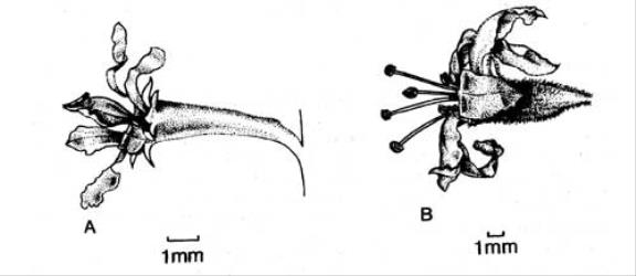 Fig. 78. Fls of  Lythrum. A  L. hyssopifoli a; B  L. salicaria. © All rights reserved. [Image: 4X65]