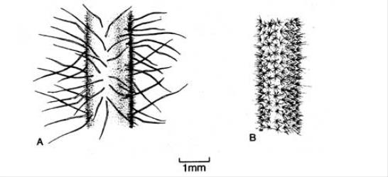 Fig. 79. Stem hairs of  Abutilon. A  A. grandifolium; B  A. theophrasti. © All rights reserved. [Image: 4X66]