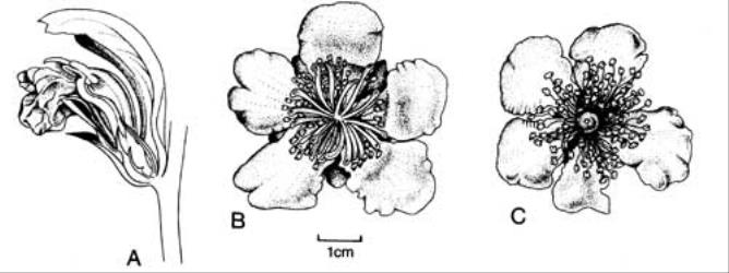 Fig. 8. A  Acanthus mollis; B-C  Actinidia deliciosa, B ♀ fl., C ♂ fl. © All rights reserved. [Image: 4X67]