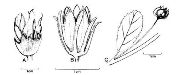 Fig. 80.  Malvaceae. A Hibiscus tiliaceus, calyx with epicalyx;  B  Malvaviscus arboreus, calyx with epicalyx; C  Sida rhombifolia, calyx. © All rights reserved. [Image: 4X68]