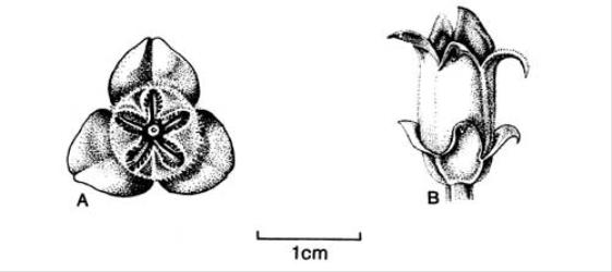 Fig. 81.  Lavatera. A  L. arborea, fruiting calyx with epicalyx; B  L. assurgentiflora, calyx with epicalyx. © All rights reserved. [Image: 4X69]