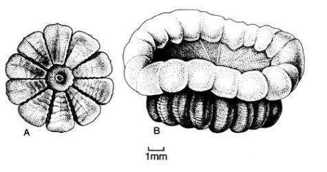 Fig. 82. Frs of  Lavatera, with calyx removed. A  L. cretica; B  L. trimestris. © All rights reserved. [Image: 4X6A]