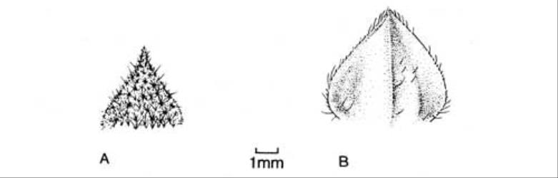 Fig. 83. Calyx teeth of  Lavatera  and  Malva. A  L. cretica; B  M. sylvestris. © All rights reserved. [Image: 4X6B]