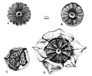 Fig. 84. Frs of Ma l lva. A  M. moschata; B  M. neglecta; C  M. nicaeensis, with calyx; D  M. parviflora, with calyx. © All rights reserved. [Image: 4X6C]