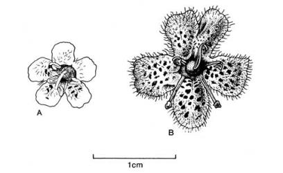 Fig. 85. Fls of  Myoporum. A  M. insulare; B  M. laetum. © All rights reserved. [Image: 4X6D]