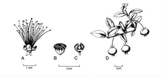 Fig. 86.  Myrtaceae. A  Callistemon rigidus, fl.; B  Leptospermum laevigatum, fr.; C  L. scoparium, fr.; D  Ugni molinae, fr. © All rights reserved. [Image: 4X6E]